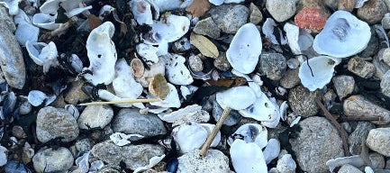 Une seconde vie : coquilles d’huîtres et bois de Sinagot